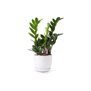 Zamioculcas