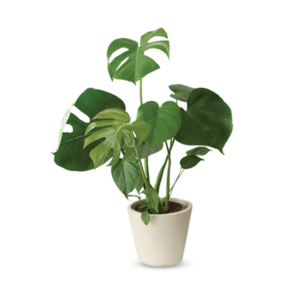 Monstera