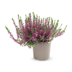 Calluna/Vrijesak