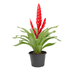 Bromelia