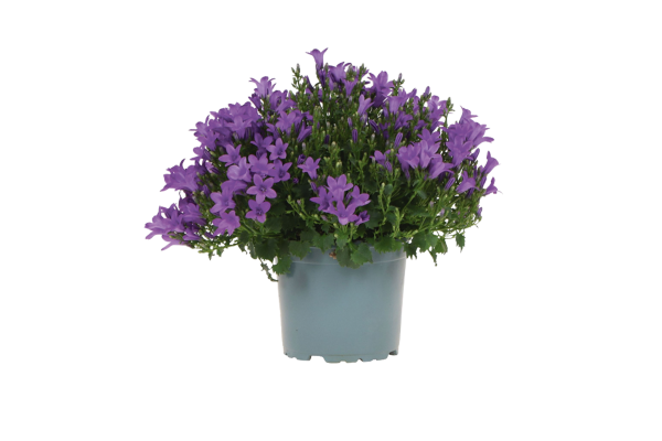 Campanula