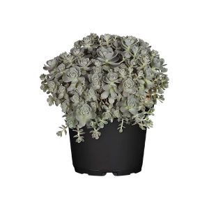 Orostachys / Kineski šešir