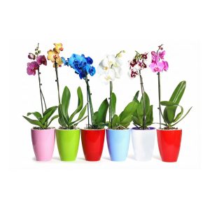 Orhideja u boji, kom