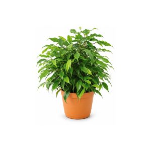 Ficus Benjamin, kom